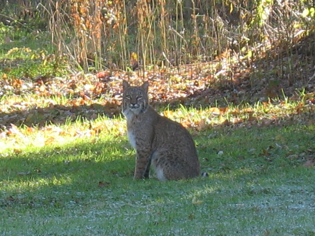 Bobcat visits The World Peace Sanctuary-November 2008