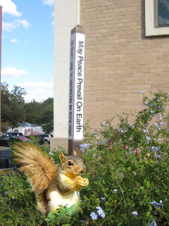 Little Squirrel brings Peace in Austin, Texas, USA