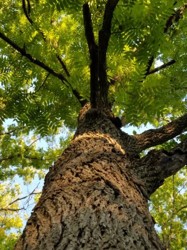 plant-communication-walnut-tree